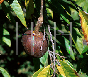 Picture of Annona reticulata 