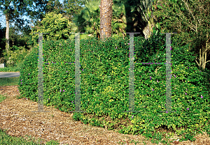 Picture of Thunbergia erecta 