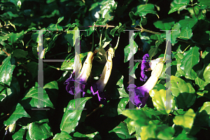 Picture of Thunbergia erecta 