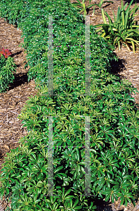 Picture of Schefflera arboricola 