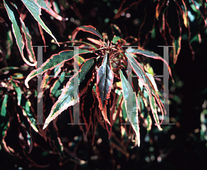 Picture of Acalypha klavea 