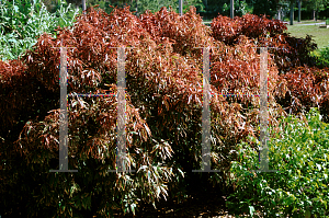 Picture of Acalypha klavea 