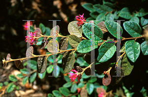 Picture of Loropetalum chinense var. rubrum 