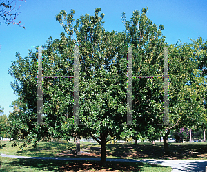 Picture of Mastichodendron foetidissimum 