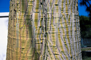 Picture of Pachira sp. 
