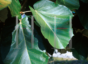 Picture of Pterospermum acerifolium 