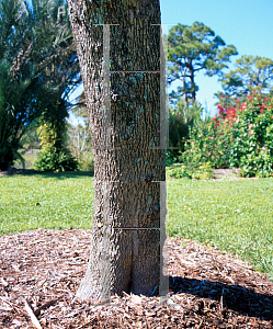 Picture of Jacaranda mimosifolia 