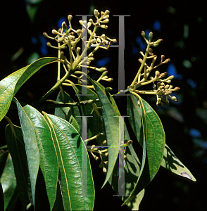 Picture of Cinnamomum verum 