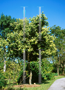 Picture of Cinnamomum verum 