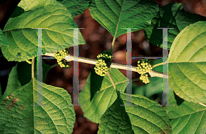 Picture of Callicarpa americana 