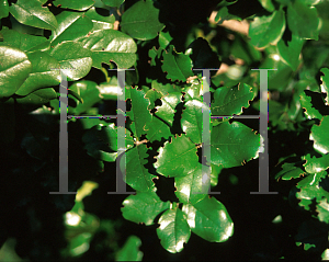 Picture of Krugiodendron ferreum 