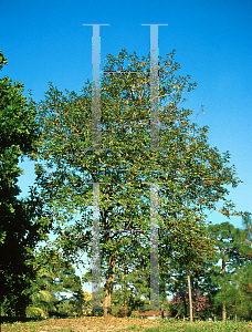 Picture of Tabebuia chrysotricha 