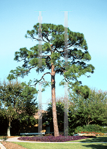 Picture of Pinus elliottii var. densa 