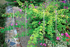 Picture of Bougainvillea  'Tropical Bouquet'