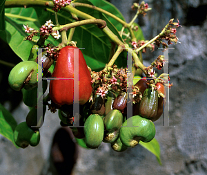 Picture of Anacardium occidentale 