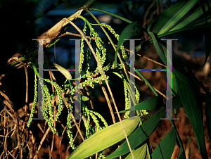 Picture of Chamaedorea microspadix 