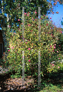 Picture of Rondeletia leucophylla 