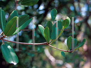 Picture of Manilkara bahamensis 