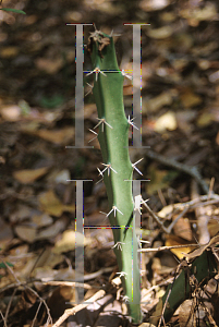 Picture of Acanthocereus tetragonus 