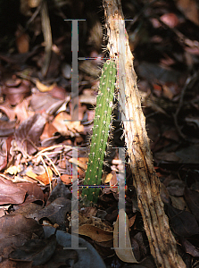 Picture of Harrisia gracilis 