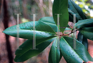 Picture of Ardisia escallonioides 