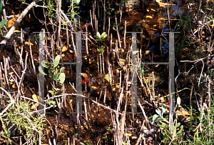 Picture of Avicennia germinans 