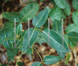 Picture of Metopium toxiferum 