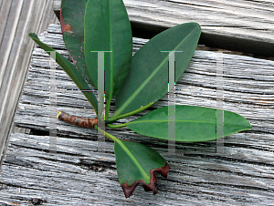 Picture of Rhizophora mangle 