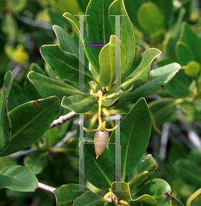 Picture of Rhizophora mangle 