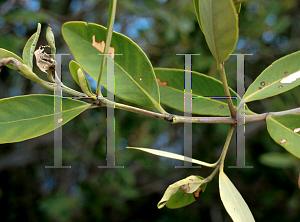 Picture of Laguncularia racemosa 