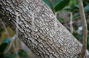 Picture of Laguncularia racemosa 