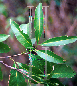 Picture of Exothea paniculata 