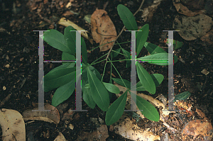 Picture of Hypelate trifoliata 
