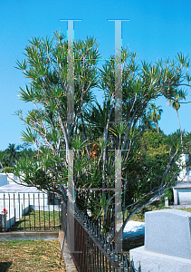 Picture of Dracaena marginata 