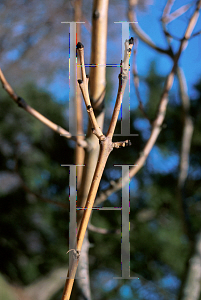 Picture of Fraxinus excelsior 'Aurea'