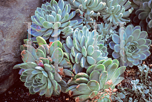 Picture of Echeveria elegans 