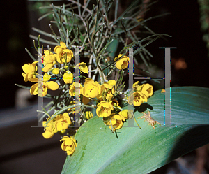 Picture of Cassia eremophila 