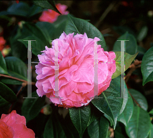 Picture of Camellia japonica 'Valentine Day'