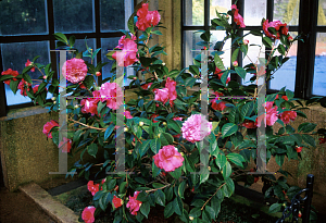 Picture of Camellia japonica 'Valentine Day'