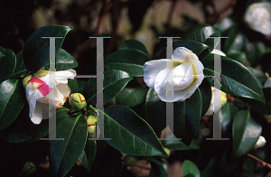 Picture of Camellia japonica 'Duchess of Southland'