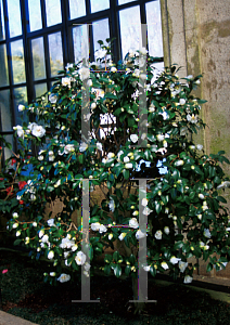 Picture of Camellia japonica 'Duchess of Southland'