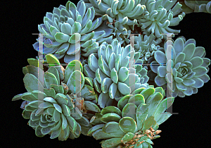 Picture of Echeveria elegans 