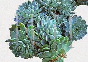 Picture of Echeveria elegans 