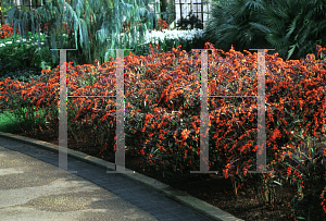 Picture of Euphorbia fulgens 'Purple Leaf'