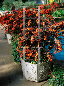 Picture of Euphorbia fulgens 'Purple Leaf'