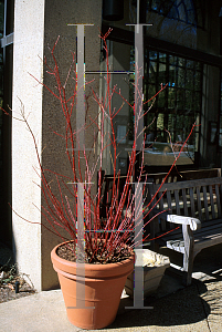 Picture of Cornus stolonifera 