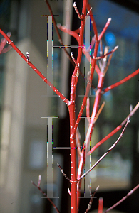 Picture of Cornus stolonifera 