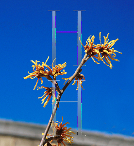 Picture of Hamamelis mollis 