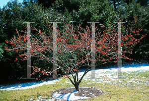 Picture of Hamamelis x intermedia 'Diana'