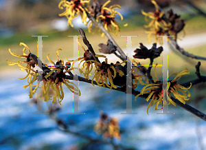 Picture of Hamamelis x intermedia 'Primavera'